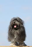 PETIT CHIEN LION 215